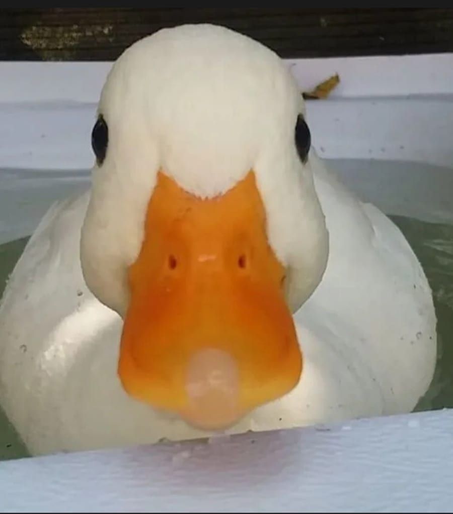Profil von Zeno